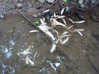 Fischsterben Wipper 1437